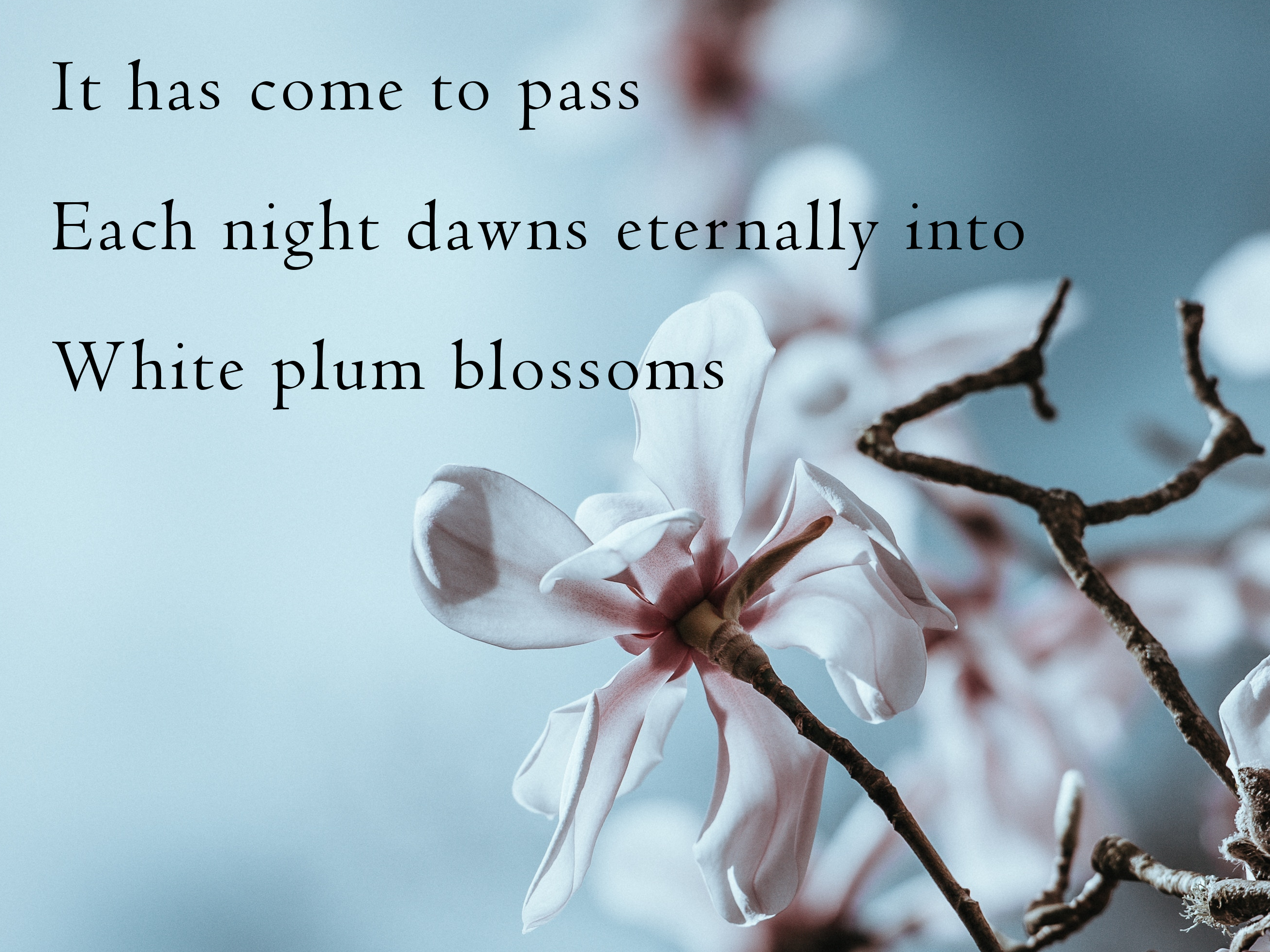 cropped-haiku217