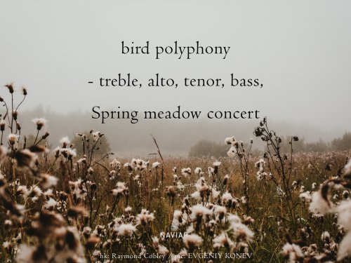 naviarhaiku495-bird-polyphony