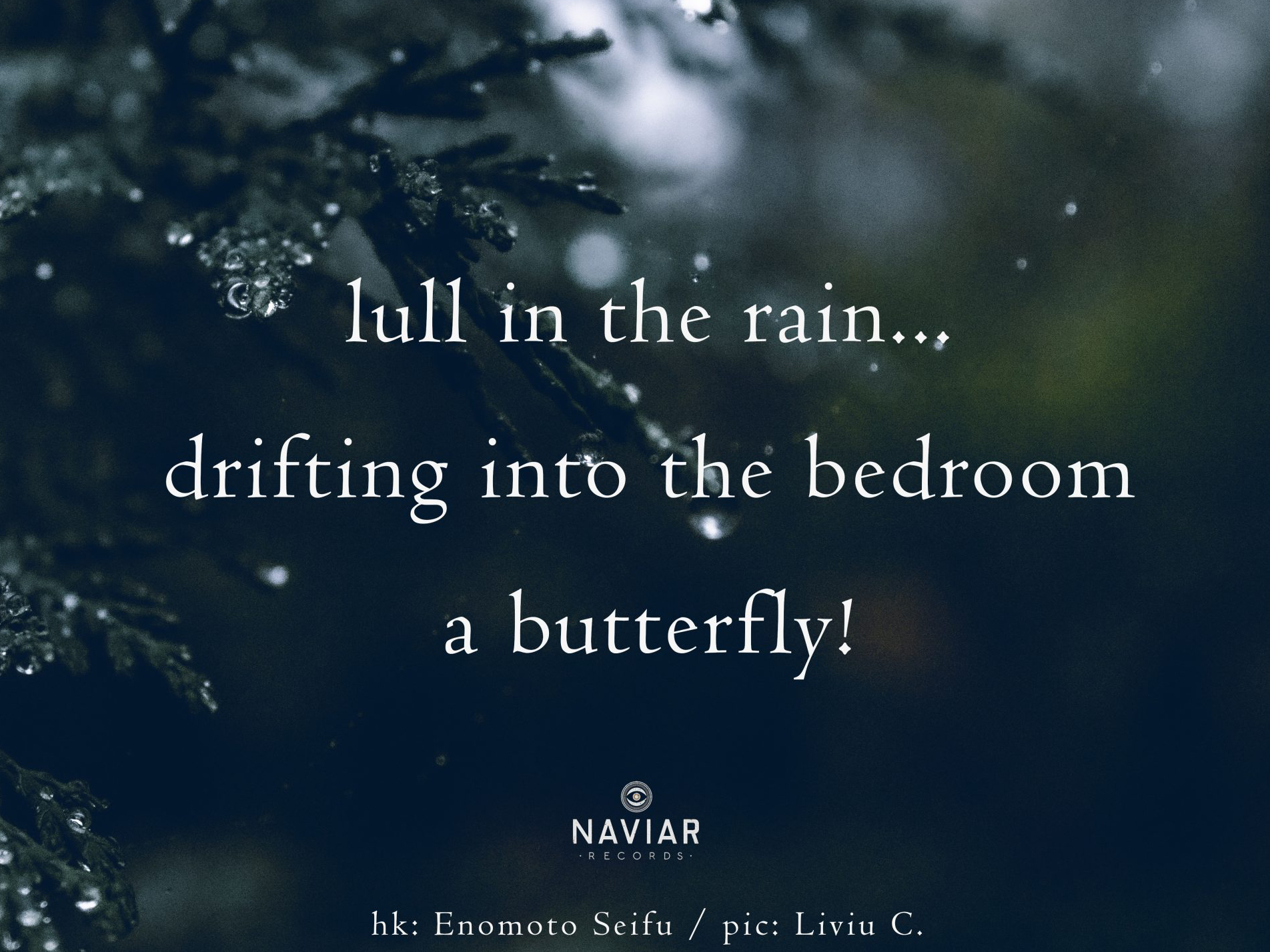 haiku 501 - croped