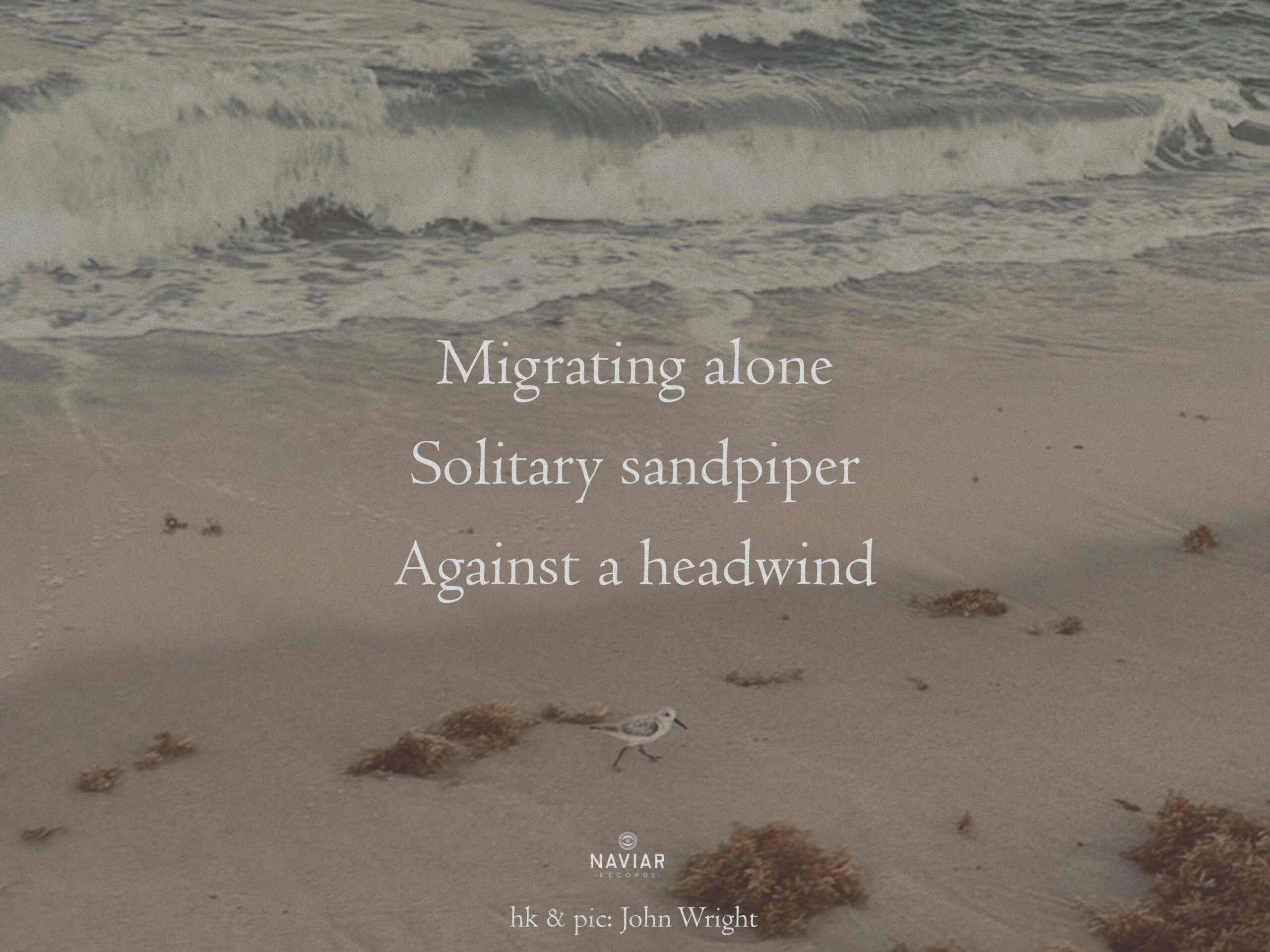 naviarhaiku640 – Migrating alone – NAVIAR RECORDS